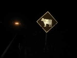 Placa sinalizando animal na pista a poucos metros do local