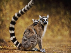 Lêmures em Madagascar estão entre os mais ameaçados