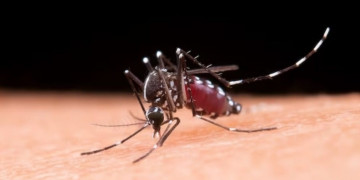 Américas podem ter pior surto de dengue da história, afirma Opas