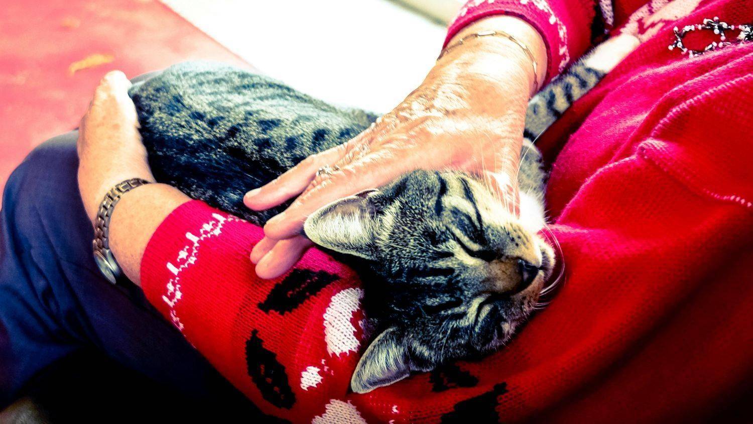 sindrome-silenciosa-faz-vitimas-entre-caes-e-gatos-pexels-2_f9bd229ccdebea57237b540a8df18b841b8d6875.jpg
