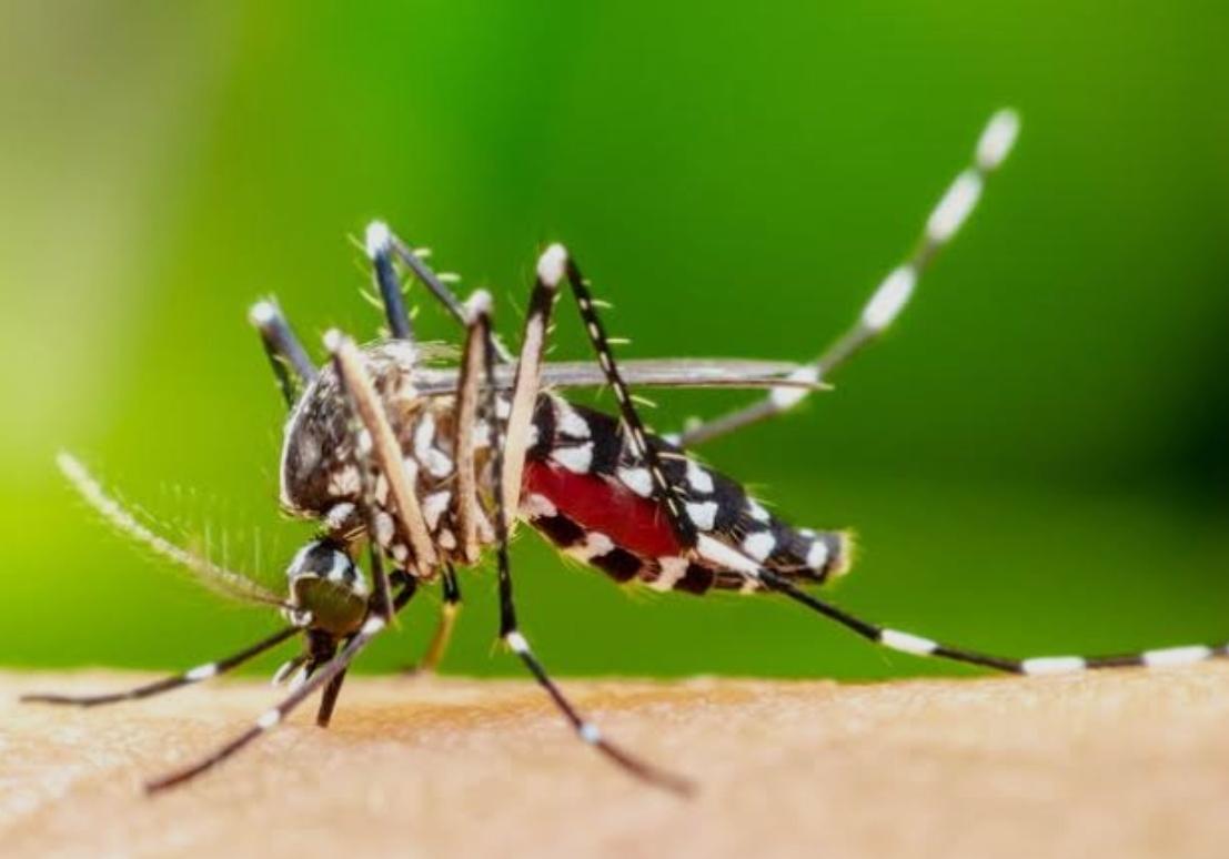 Dengue cresce no Piauí com 11 mortos e 14,5 mil casos em seis meses